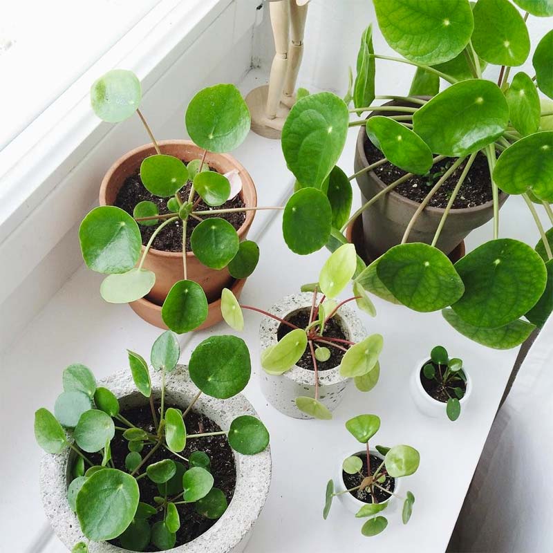 pannenkoekplant pilea peperomioides