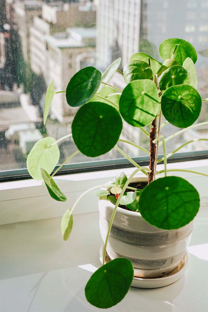 pannenkoekplant