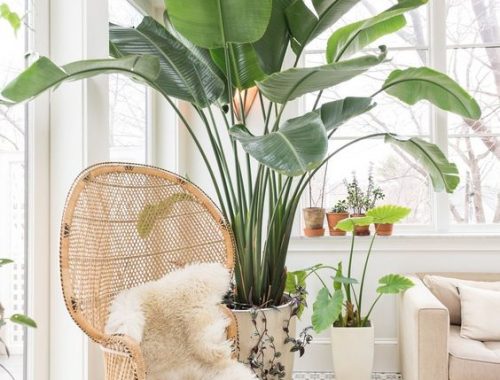 Interieurontwerpster  Melissa Miranda is een echte plantenliefhebber. Naast heel veel andere leuke planten, heeft ze in haar woonkamer ook super mooie en vooral erg grote Paradijsvogel plant staan! Klik hier om een kijkje te nemen in haar woning.