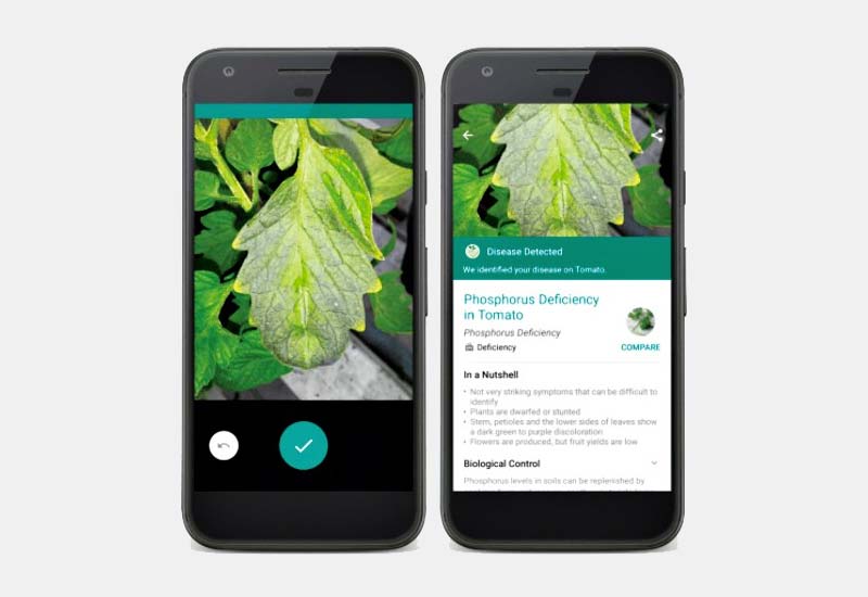 planten herkennen app plantix planten herkennen app plantix