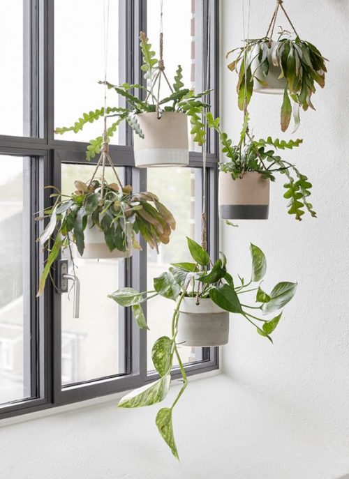 Planten ophangen Huis-inrichten.com