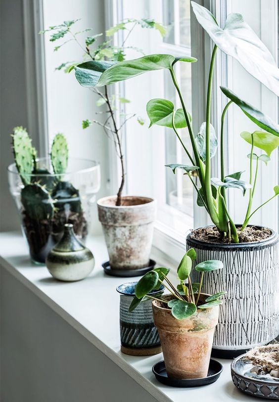 vensterbank inspiratie planten